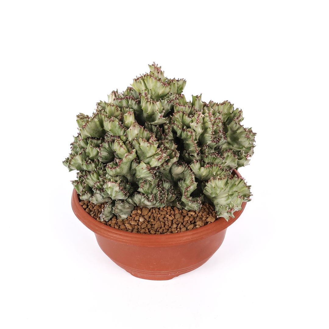 Euphorbia lactea variegata f. Crestata Ø 23