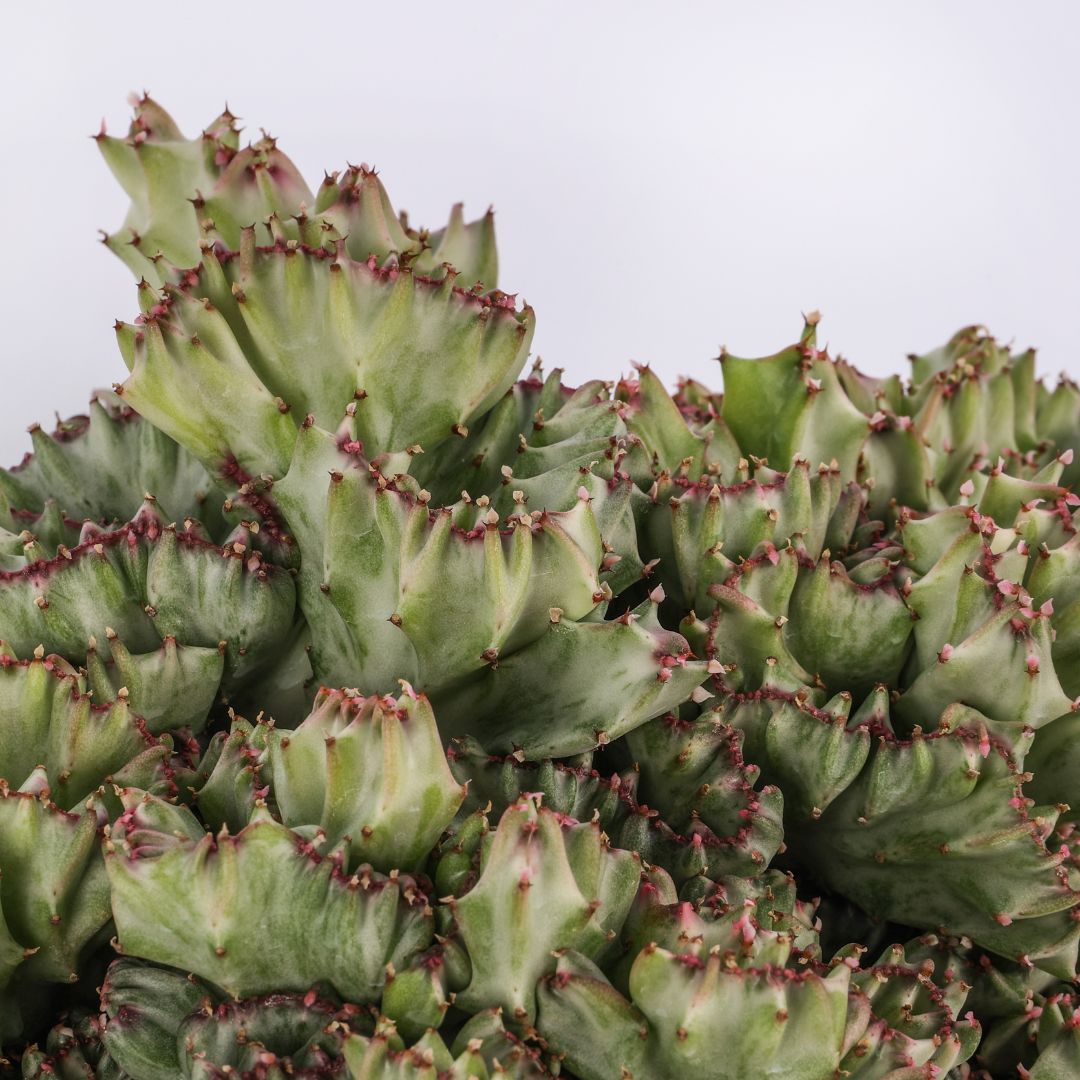 Euphorbia lactea variegata f. Crestata Ø 23