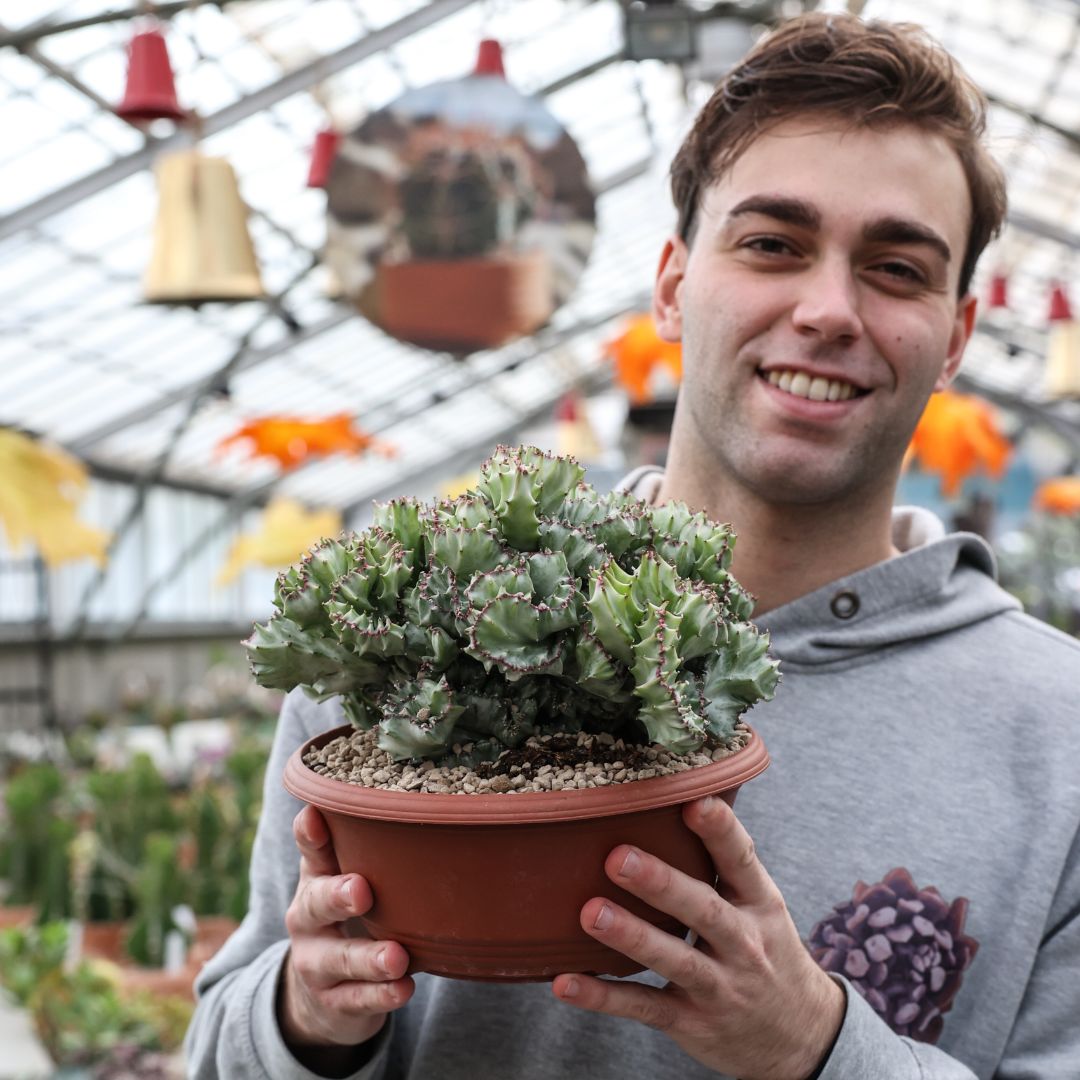 Euphorbia lactea variegata f. Crestata Ø 23