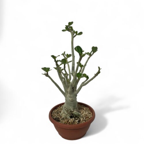 Adenium obesum Ø 25