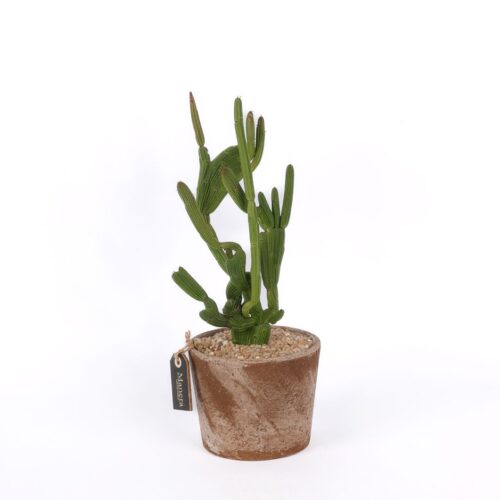 Euphorbia sipolisii crestata Manera Choco Ø 12