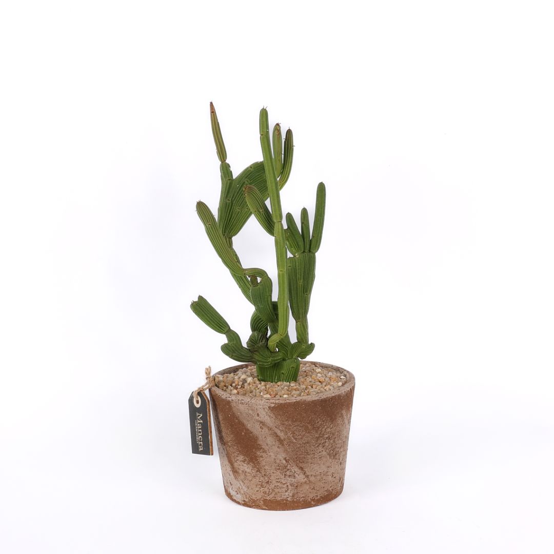 Euphorbia sipolisii crestata Manera Choco Ø 12