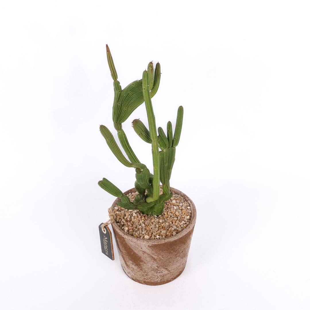 Euphorbia sipolisii crestata Manera Choco Ø 12