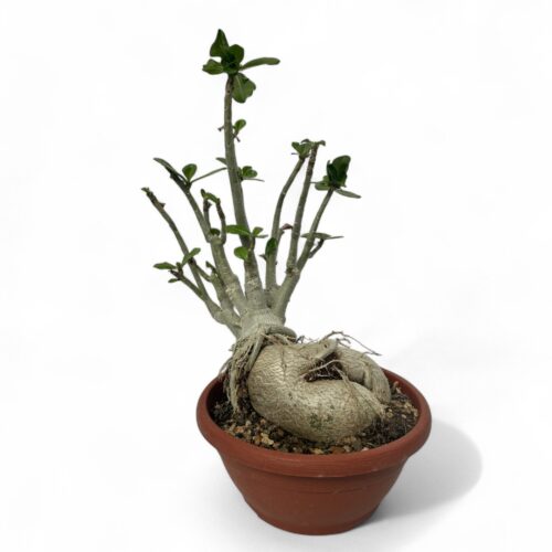 Adenium obesum Ø 25