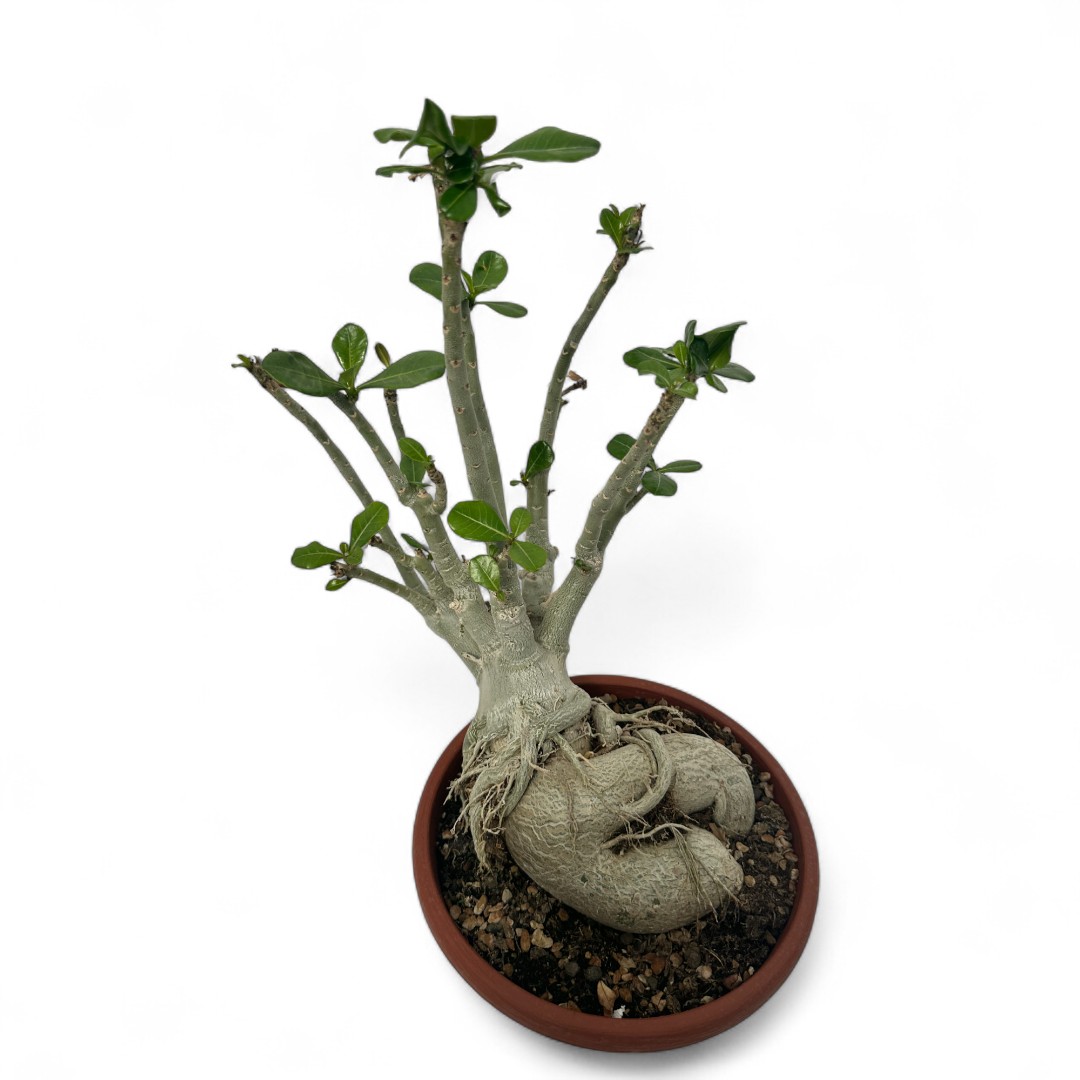 Adenium obesum Ø 25