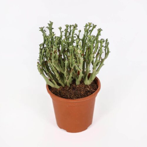 Euphorbia hamata Ø 17
