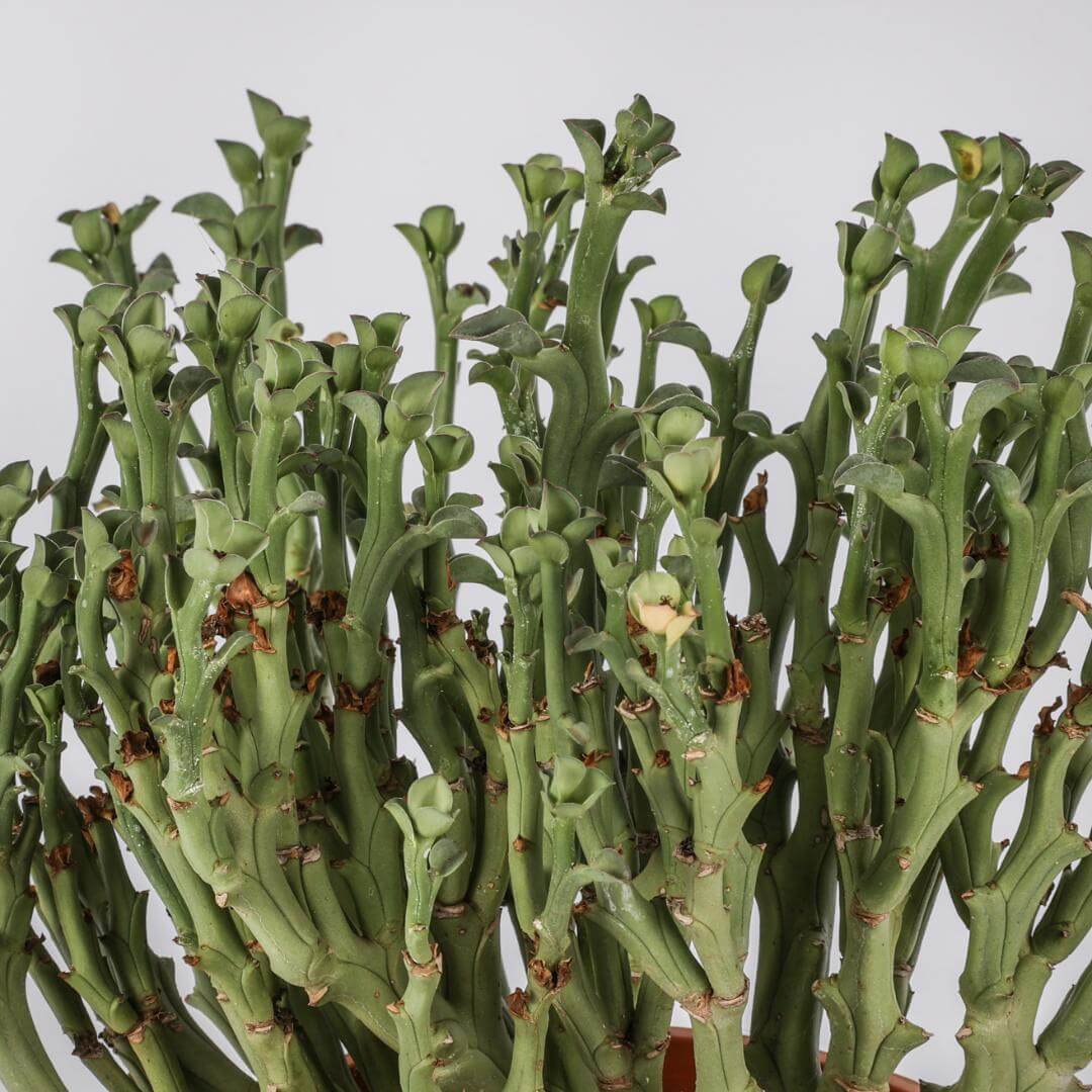 Euphorbia hamata Ø 17