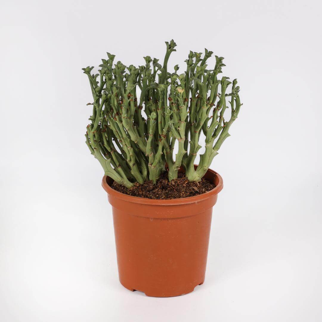 Euphorbia hamata Ø 17