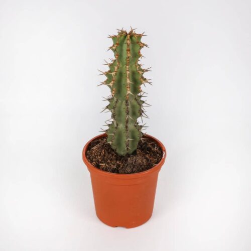 Euphorbia caerulescens Ø 17
