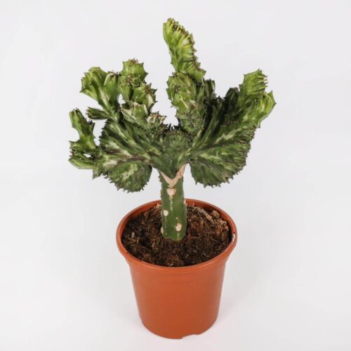 Euphorbia lactea variegata crestata Ø 17