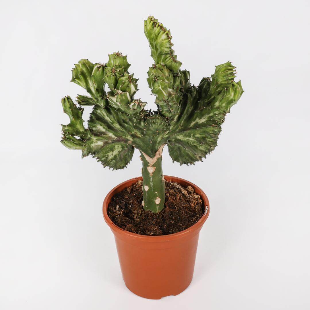 Euphorbia lactea variegata crestata Ø 17