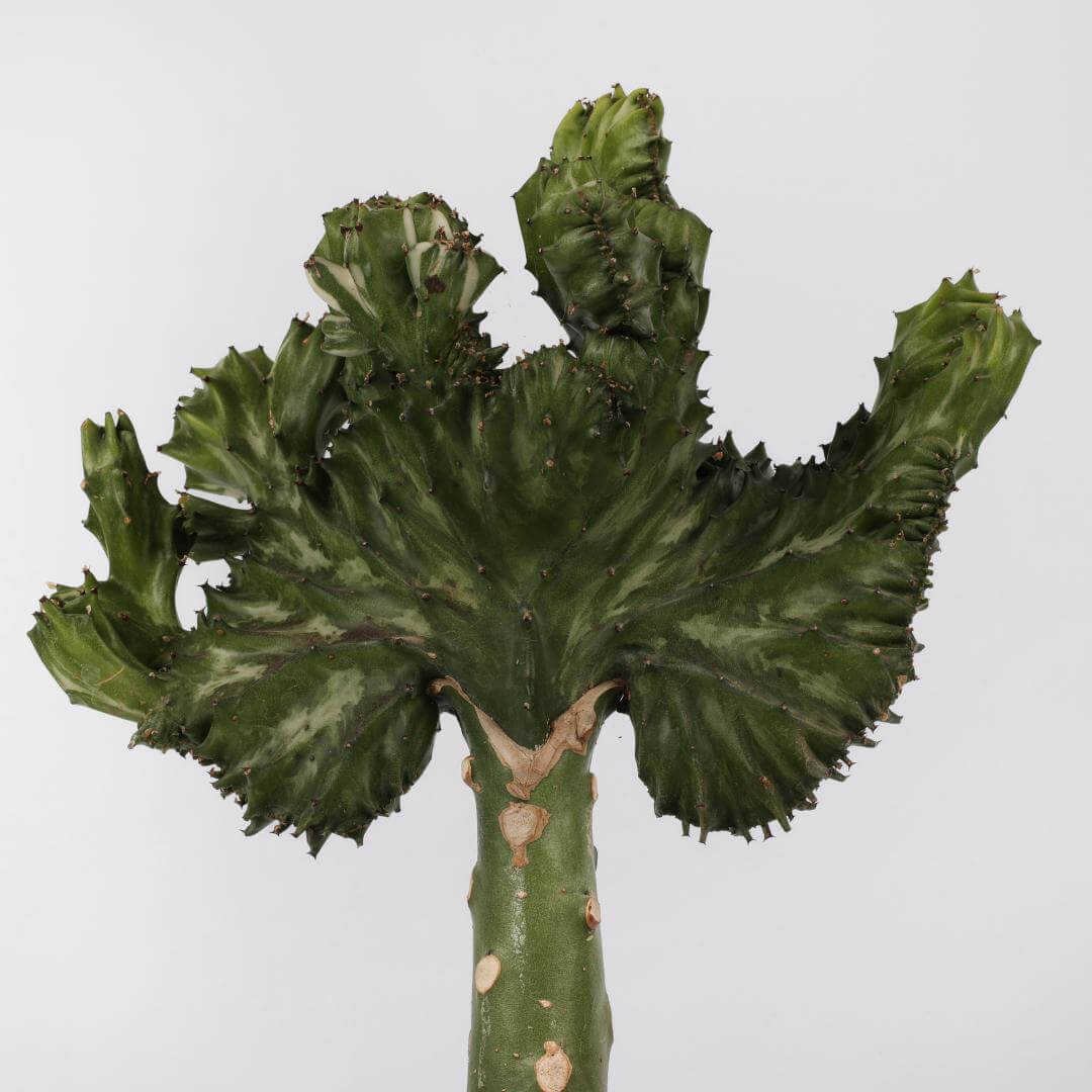 Euphorbia lactea variegata crestata Ø 17