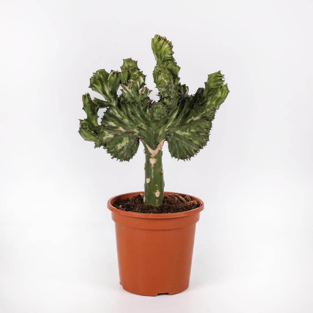 Euphorbia lactea variegata crestata Ø 17