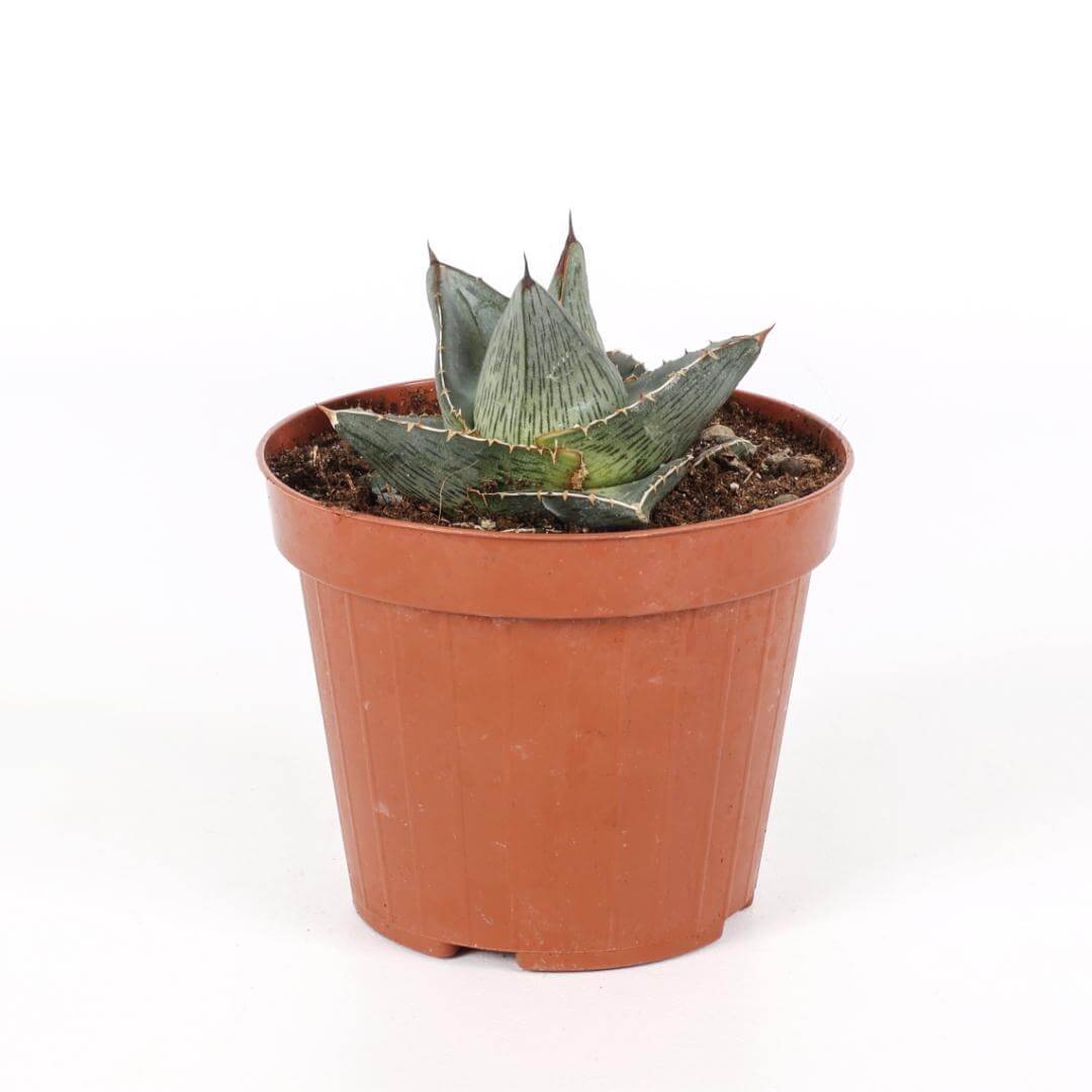 Agave pumila Ø 12