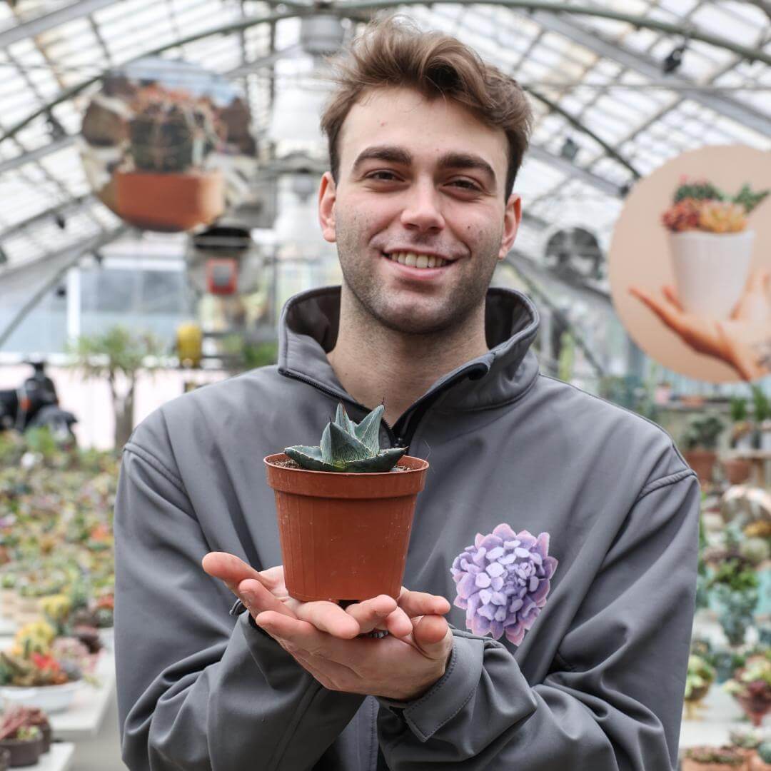 Agave pumila Ø 12