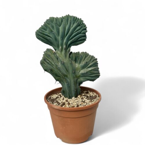 Myrtillocactus geometrizans crestato Ø 20