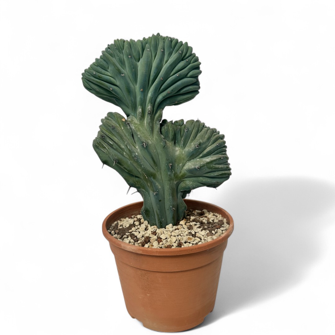 Myrtillocactus geometrizans crestato Ø 20