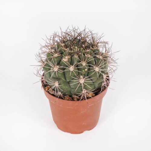 Gymnocalycium saglionis Ø 13