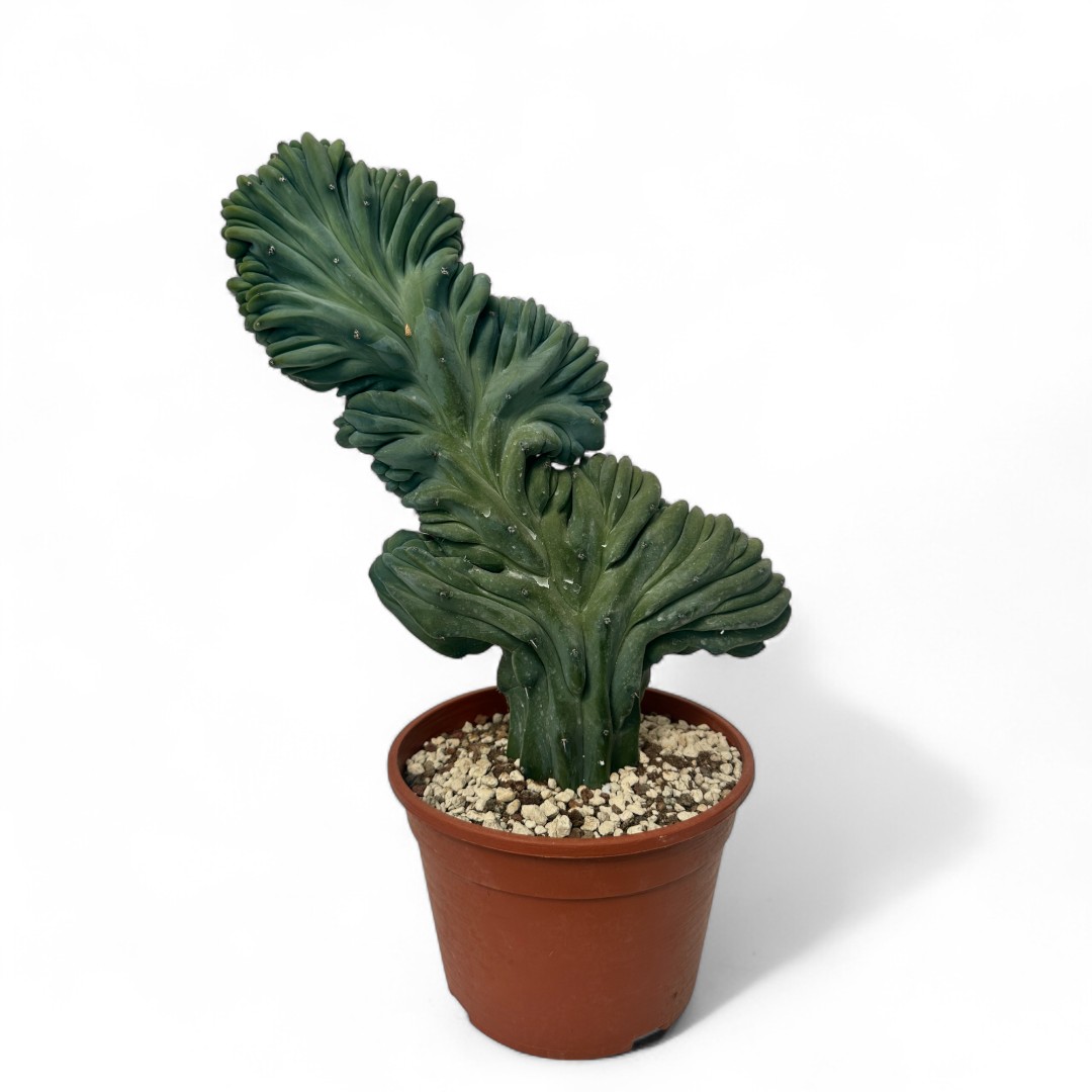 Myrtillocactus geometrizans crestato Ø 20