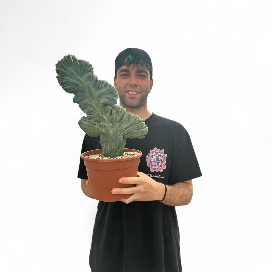 Myrtillocactus geometrizans crestato Ø 20