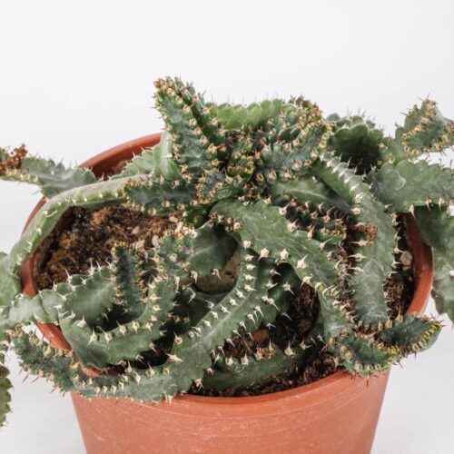 Euphorbia stellata Ø 16