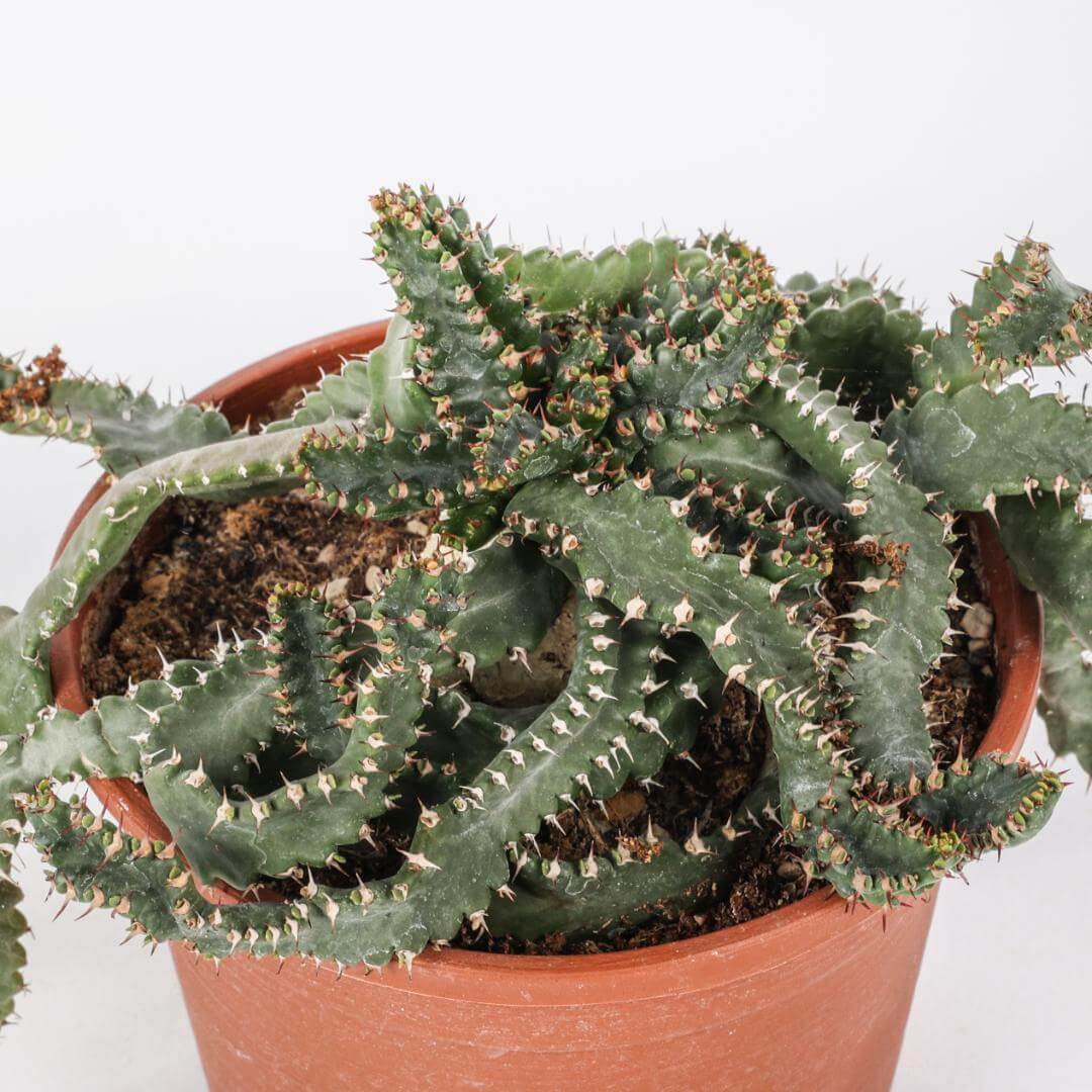 Euphorbia stellata Ø 16