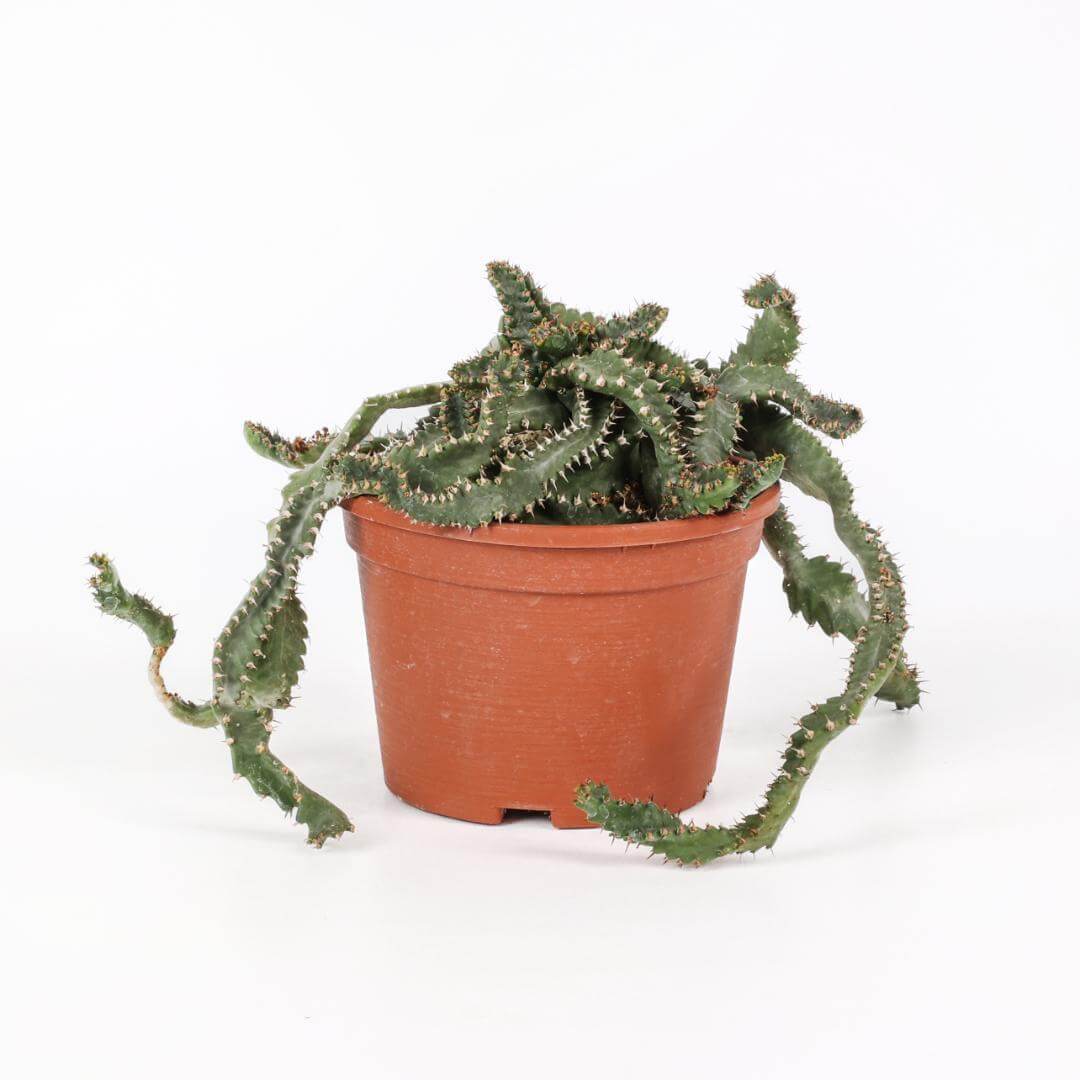 Euphorbia stellata Ø 16