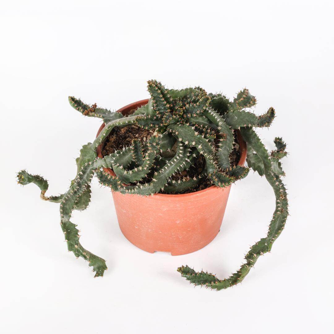 Euphorbia stellata Ø 16