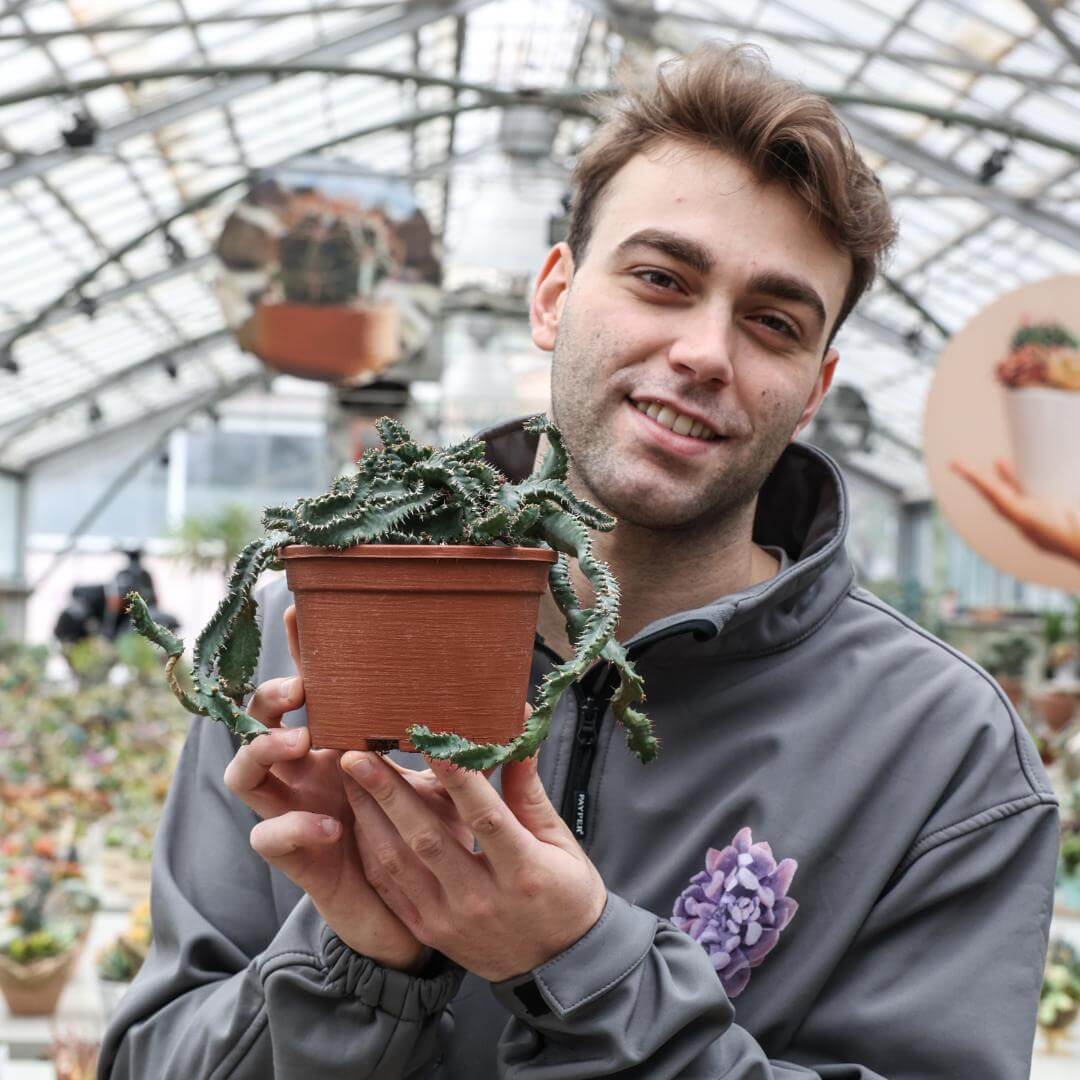 Euphorbia stellata Ø 16