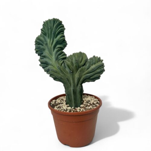 Myrtillocactus geometrizans crestato Ø 20