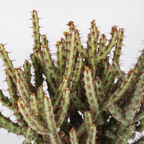 Euphorbia aeruginosa Ø 17