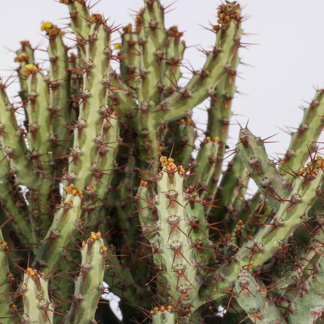 Euphorbia aeruginosa Ø 17