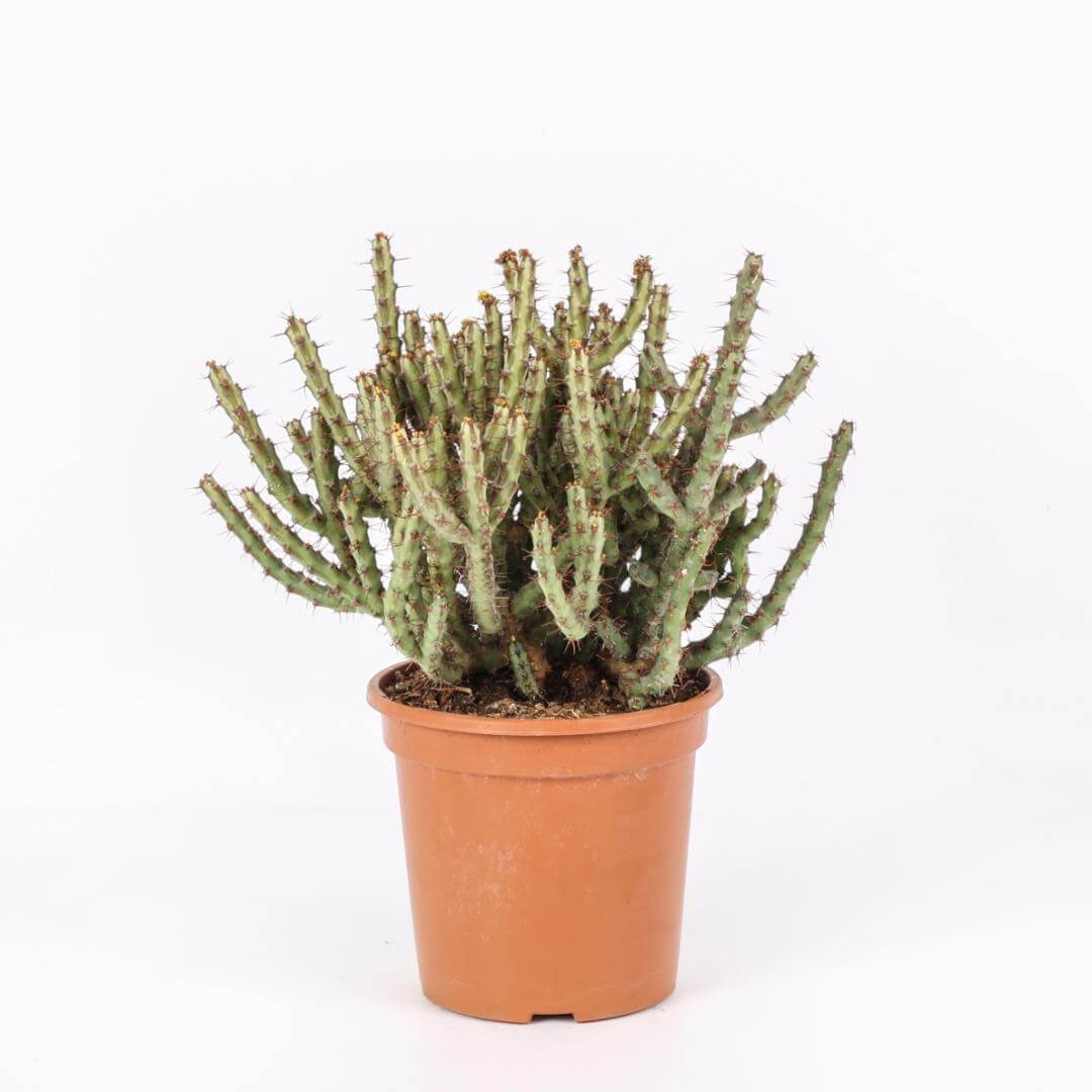 Euphorbia aeruginosa Ø 17