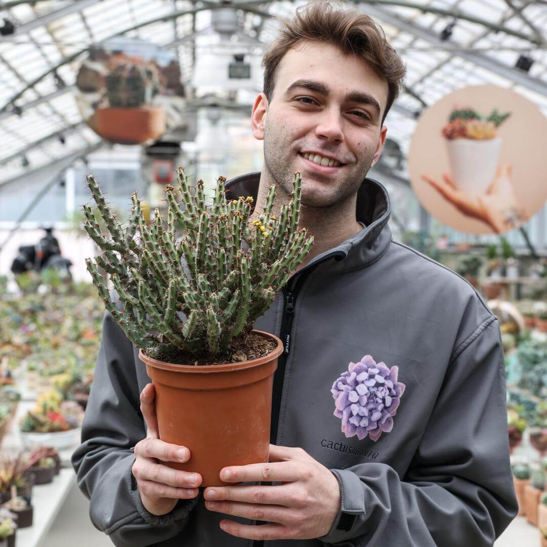 Euphorbia aeruginosa Ø 17