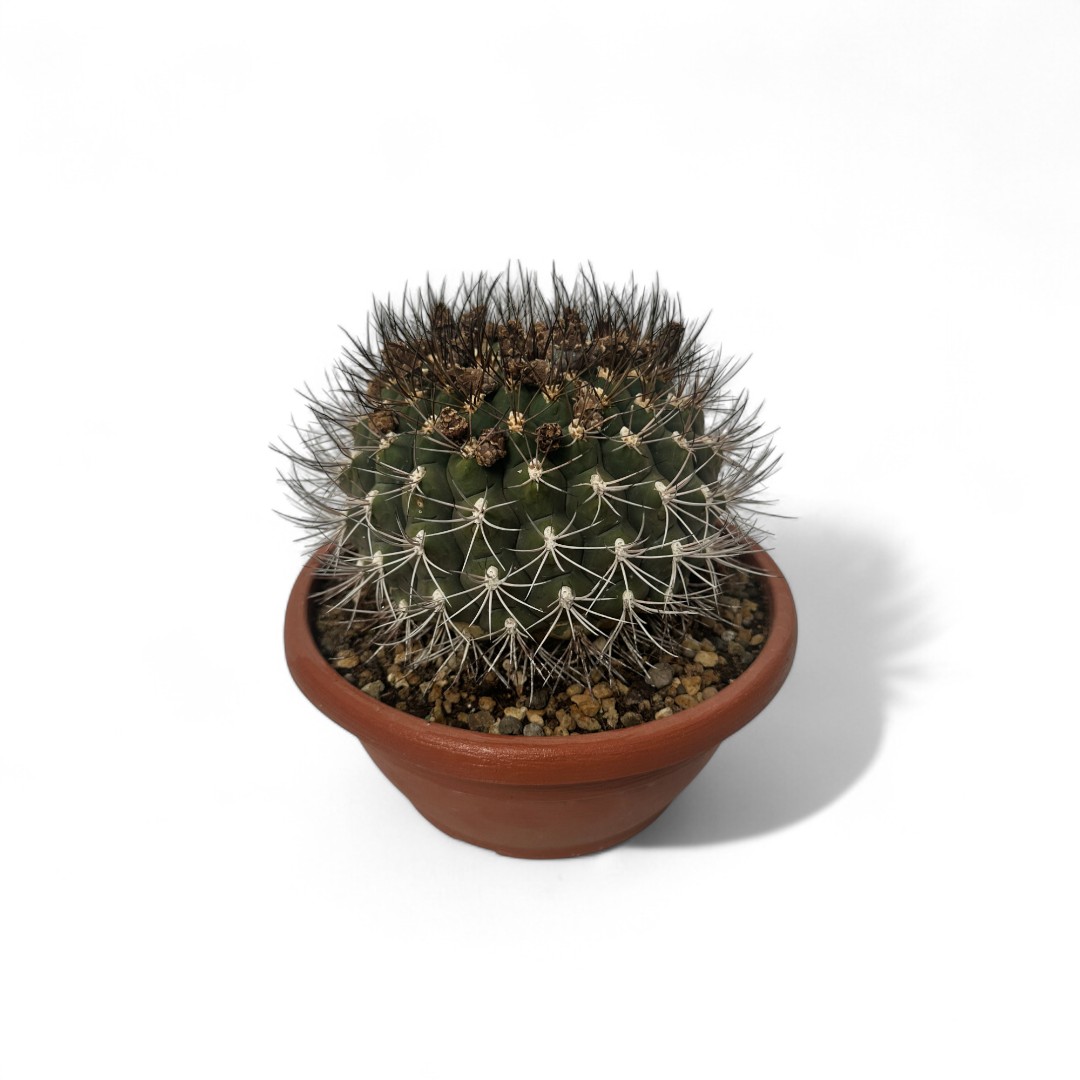 Gymnocalycium saglionis Ø 25