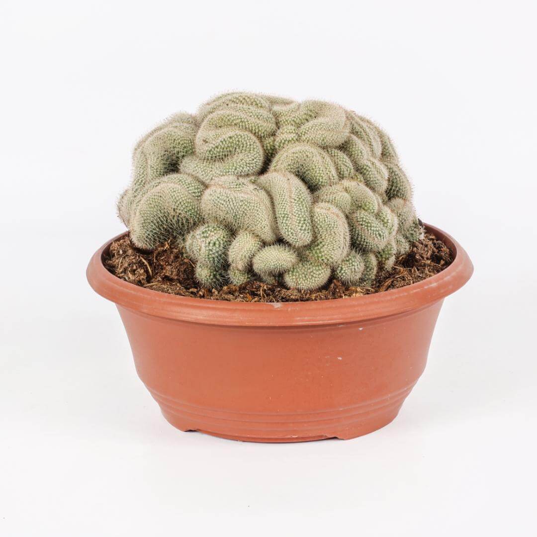 Mammillaria geminispina crestata Ø 23