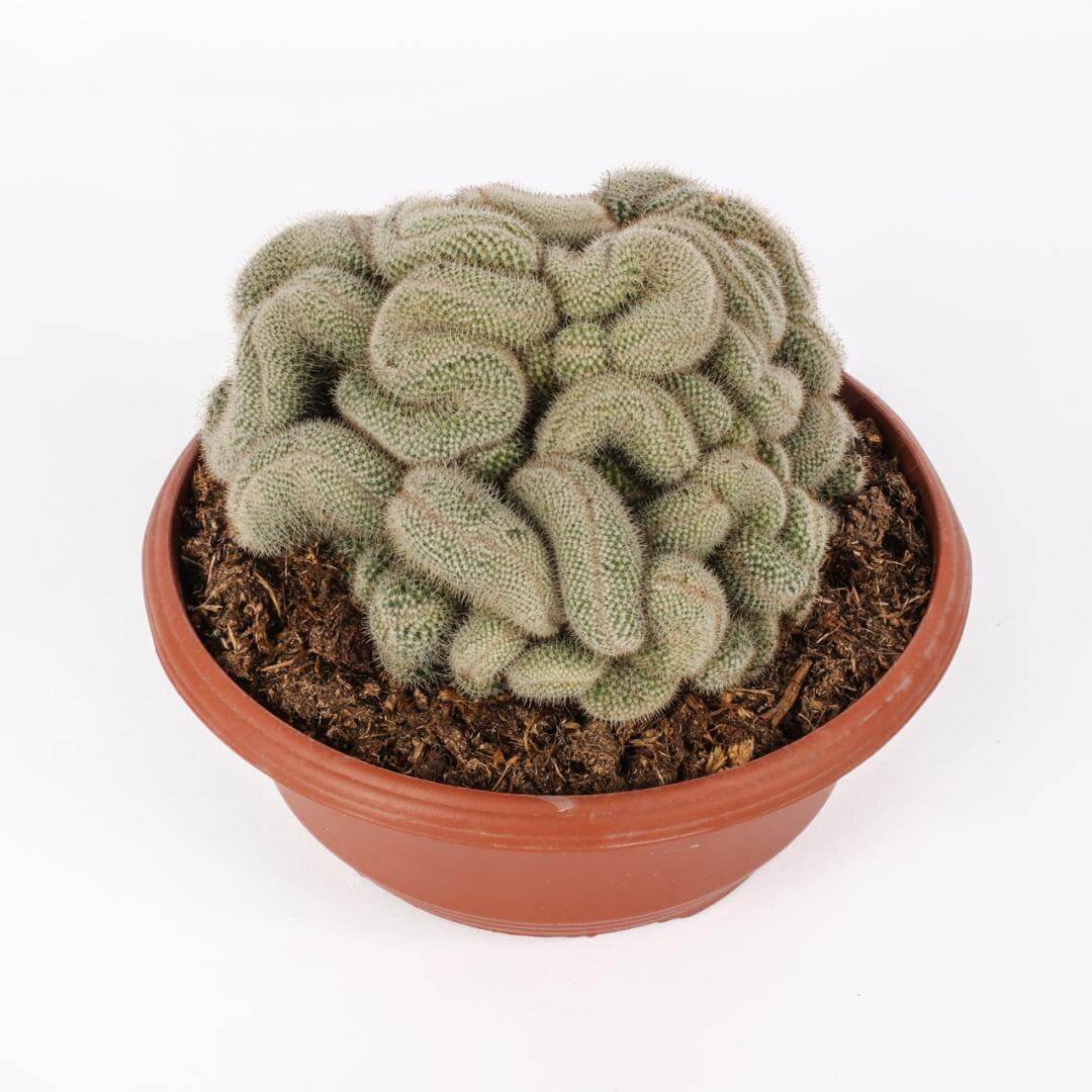 Mammillaria geminispina crestata Ø 23