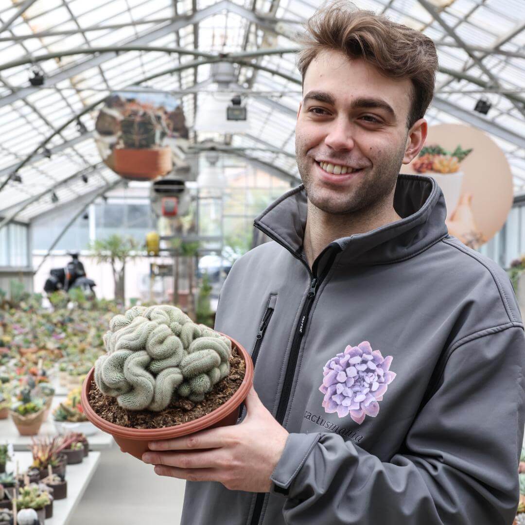 Mammillaria geminispina crestata Ø 23