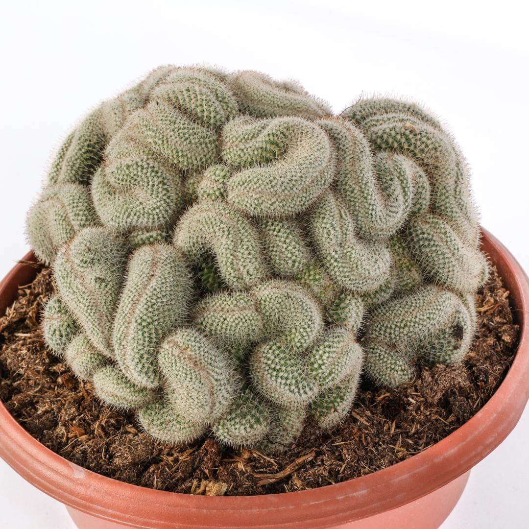 Mammillaria geminispina crestata Ø 23