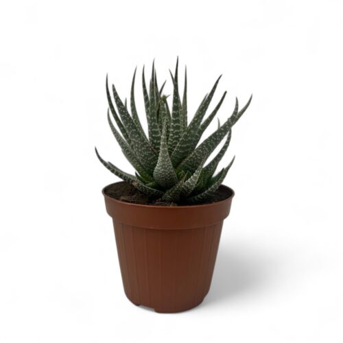 Haworthia fasciata hybrid variegata Ø 12