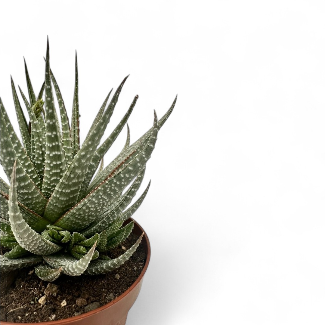 Haworthia fasciata hybrid variegata Ø 12