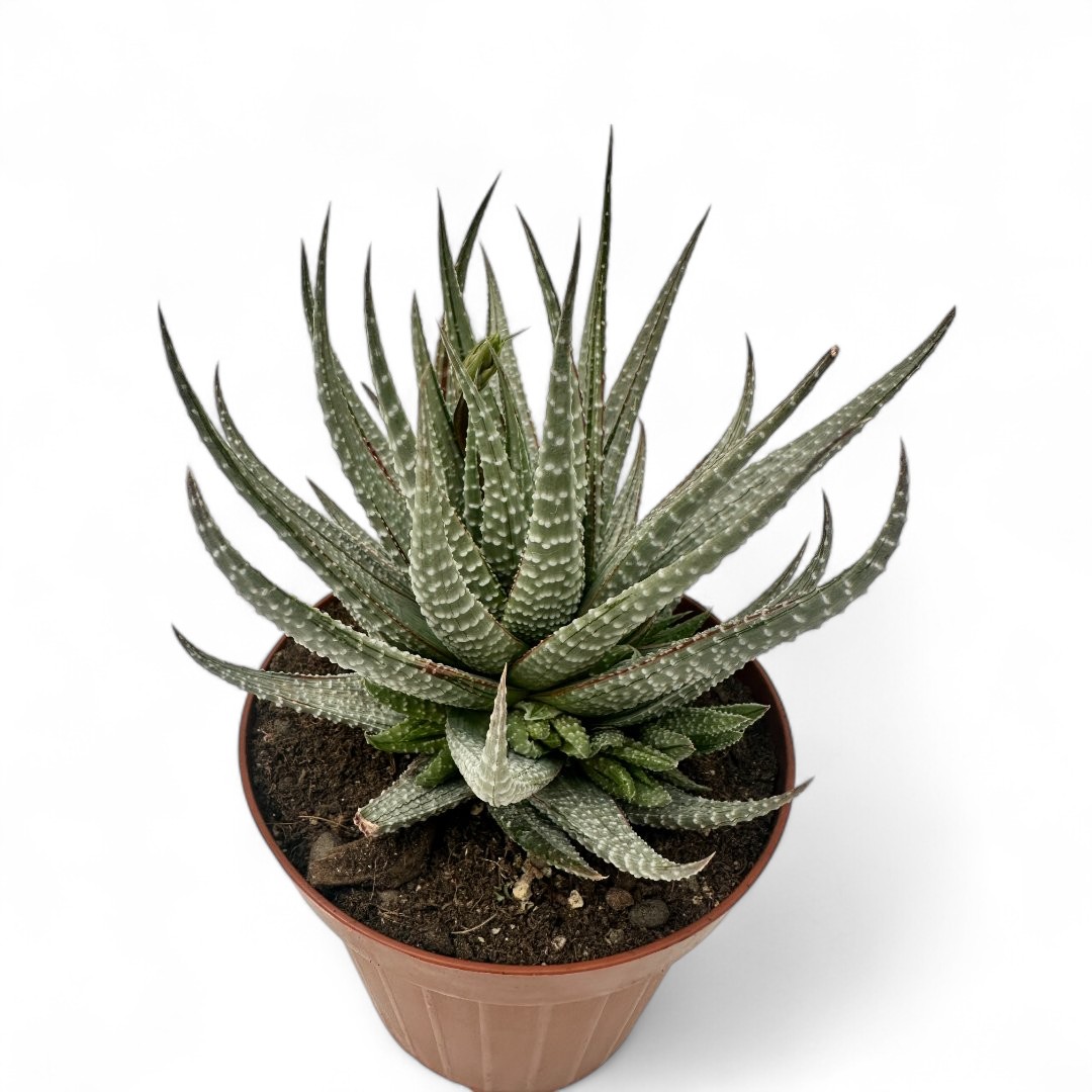 Haworthia fasciata hybrid variegata Ø 12