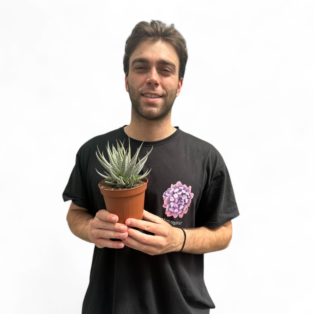 Haworthia fasciata hybrid variegata Ø 12