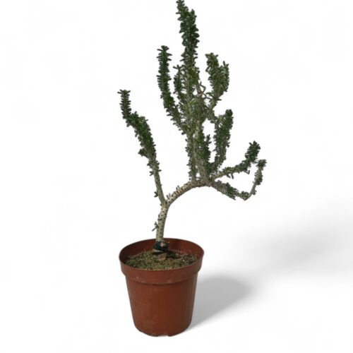 Ceraria namaquensis Ø 14