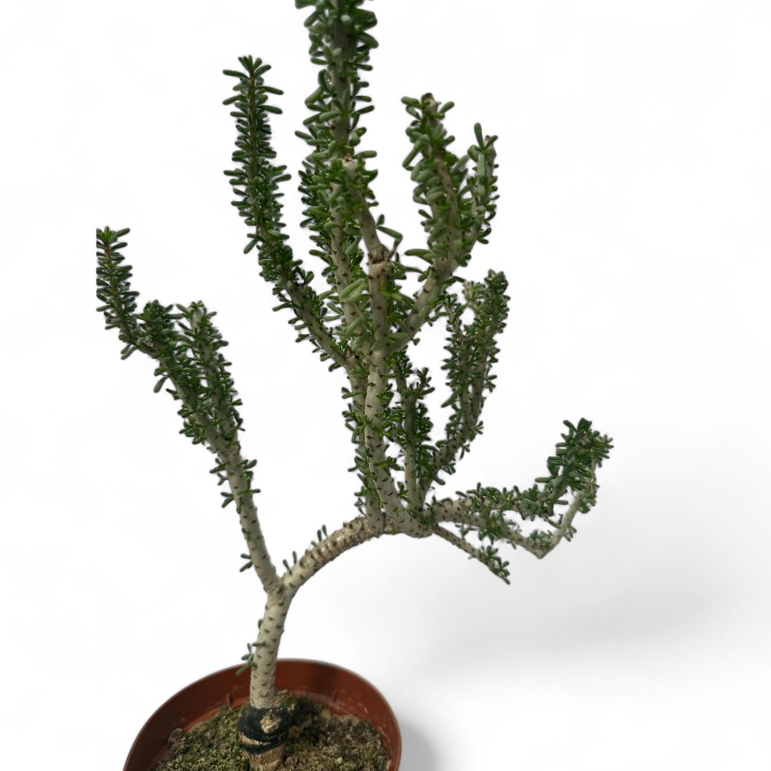 Ceraria namaquensis Ø 14