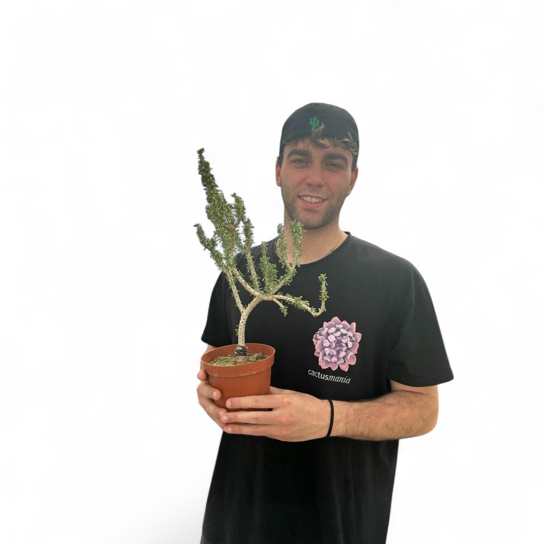 Ceraria namaquensis Ø 14