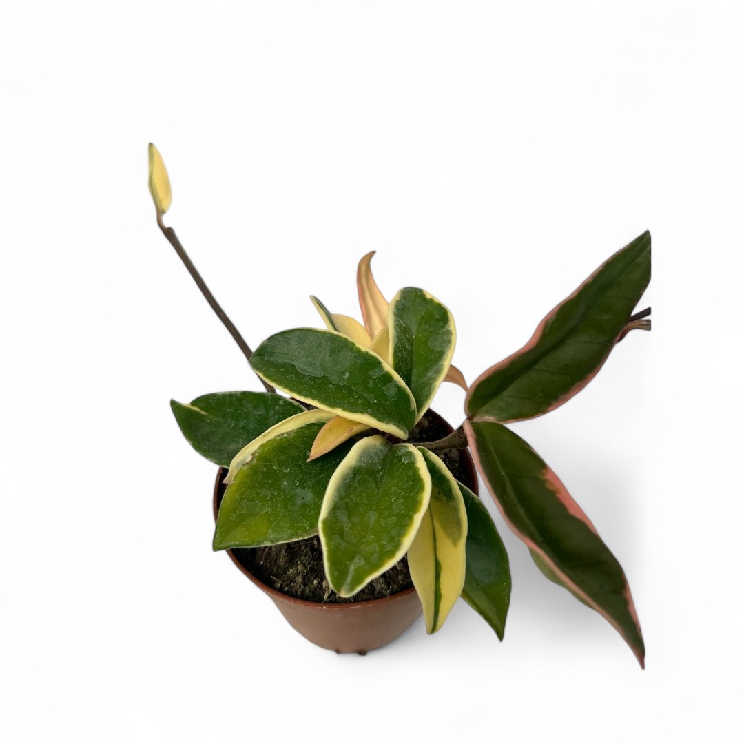 Hoya carnosa variegata Ø 10,5