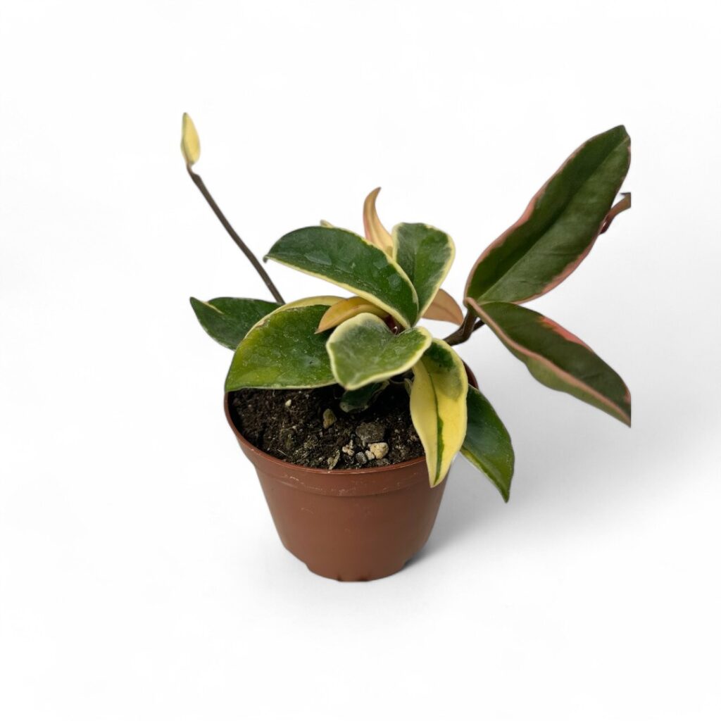 Hoya carnosa variegata Ø 10,5