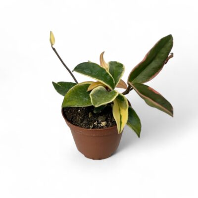 Hoya carnosa variegata Ø 10,5