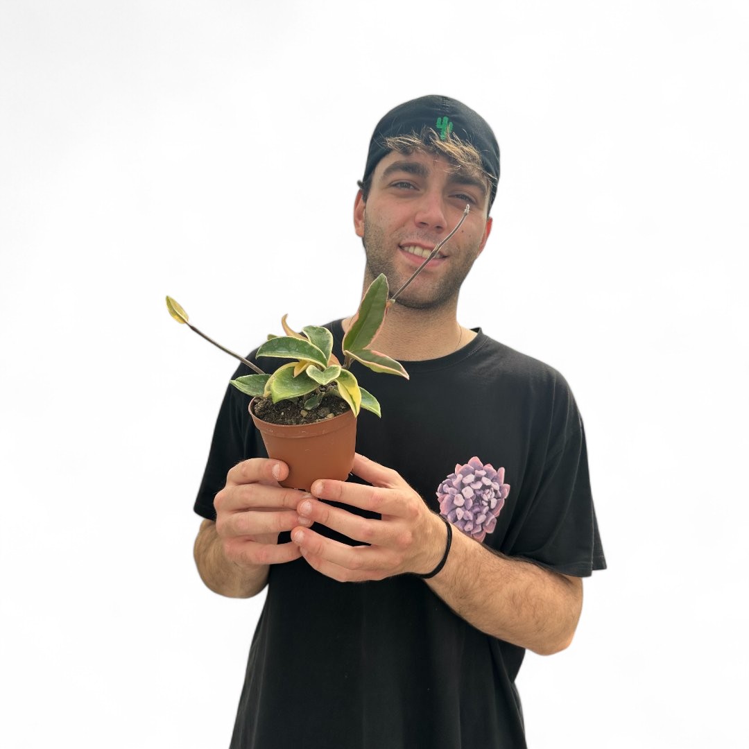 Hoya carnosa variegata Ø 10,5